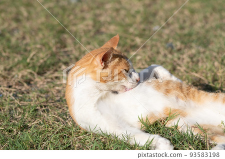 Relaxing tea tabby white Relaxing tea tabby white 93583198
