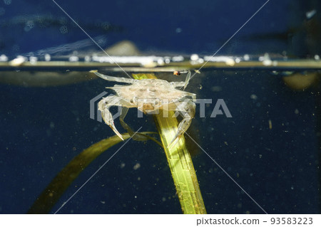 A type of blue crab 93583223