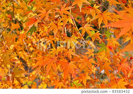 Maples in autumn colors ~ Lake Biwa Canal, autumn near Yamashina Maples in autumn colors ~ Lake Biwa Canal, autumn near Yamashina 93583432