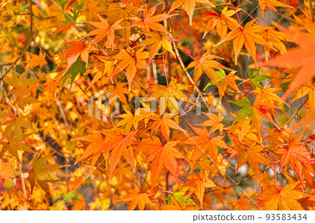 Maples in autumn colors ~ Lake Biwa Canal, autumn near Yamashina Maples in autumn colors ~ Lake Biwa Canal, autumn near Yamashina 93583434