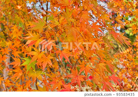 Maples in autumn colors ~ Lake Biwa Canal, autumn near Yamashina Maples in autumn colors ~ Lake Biwa Canal, autumn near Yamashina 93583435