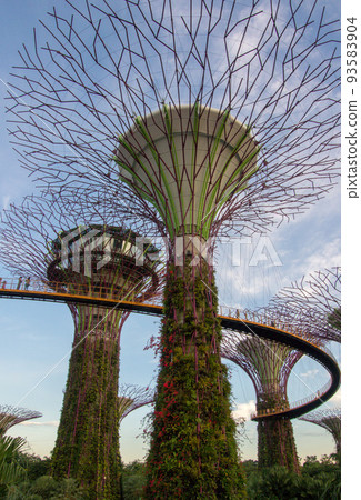 Supertrees in the National Park Gardens by the Bay in Singapore 93583904