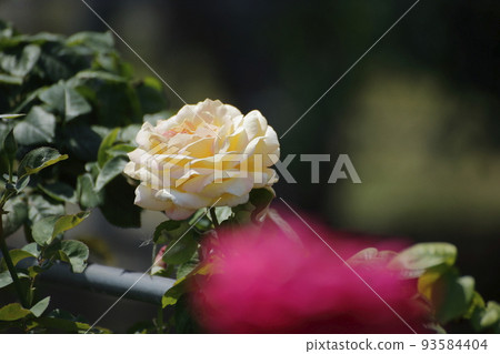 Arao City Ominous Citizen Flower Bed Rose Flower, Arao City Ominous Citizen Flower Bed Rose Flower, 93584404
