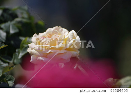 Arao City Ominous Citizen Flower Bed Rose Flower, Arao City Ominous Citizen Flower Bed Rose Flower, 93584405