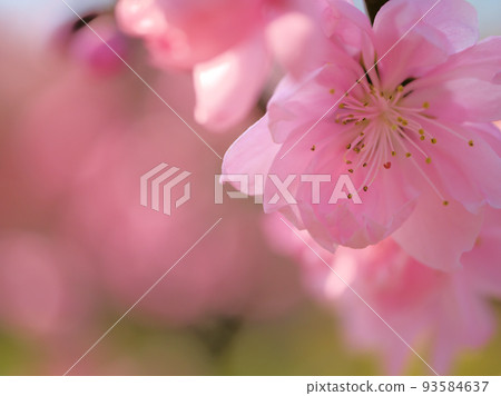 Peach blossoms blooming in April "Tokumaru" Peach blossoms blooming in April "Tokumaru" 93584637