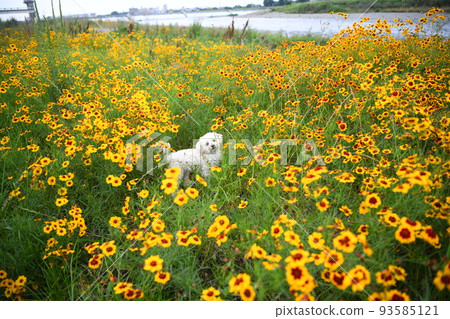 Maltipoo in a good mood in a yellow flower garden Maltipoo in a good mood in a yellow flower garden 93585121