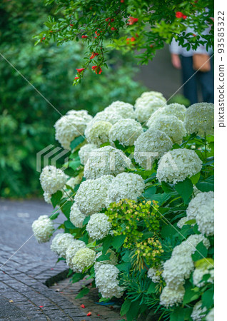 Hydrangea, Annabelle June, white flowers 93585322