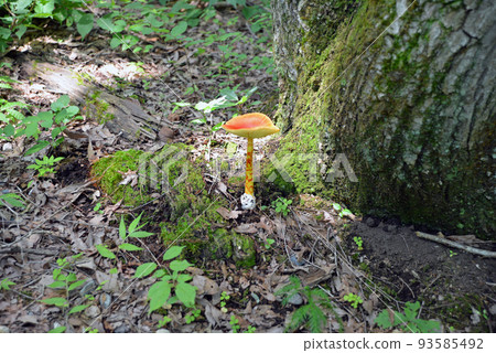 [Shinano Town, Nagano Prefecture] Adult tamagotake found in Nojiri Kogen University Village in late August 93585492