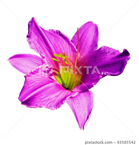 Purple lily flower  on  a white isolated background with clipping path. Closeup. For design. Nature. 93585542