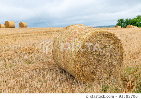 Hay rolls in the field 93585706
