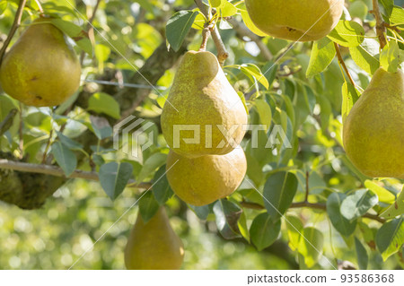 收穫梨（品種：極光） 93586368