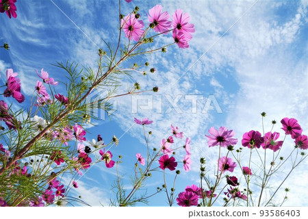 Cosmos flowers Cosmos flowers 93586403