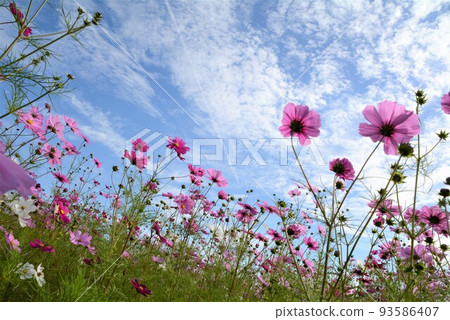 Cosmos flowers Cosmos flowers 93586407