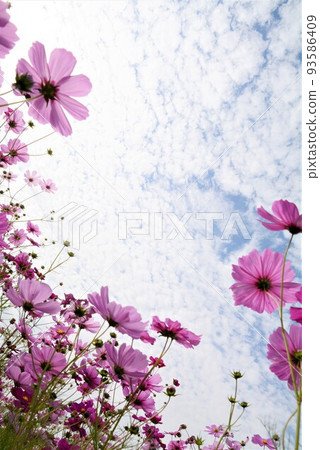 Cosmos flowers Cosmos flowers 93586409