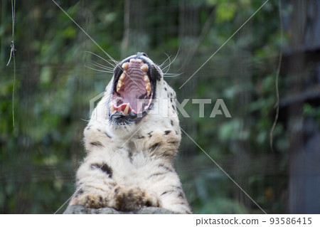 打呵欠豹打哈欠 93586415