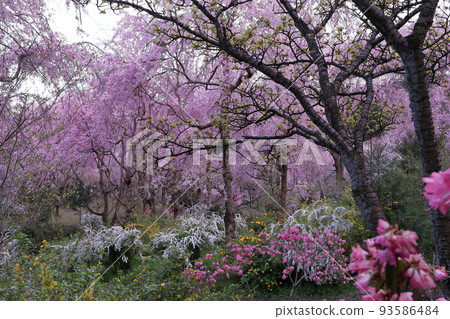No. 1 cherry blossom spot that is said to be visited at least once in a lifetime 93586484