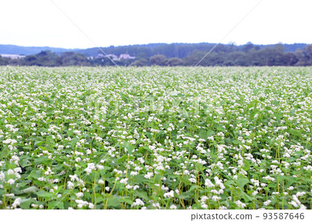 [長野縣信濃町] 野尻高原蕎麥地蕎麥地霧下蕎麥麵 93587646
