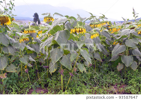 [長野縣信濃町]夏末野尻高原的向日葵田 93587647