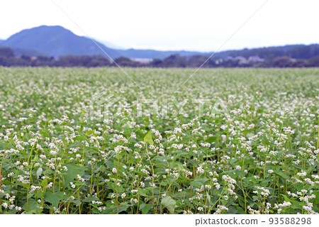 [長野縣信濃町] 野尻高原蕎麥地蕎麥地霧下蕎麥麵 93588298
