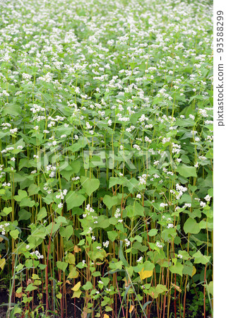 [長野縣信濃町] 野尻高原蕎麥地蕎麥地霧下蕎麥麵 93588299
