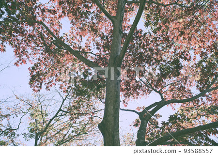 Inuyama Jakko-in Autumn Stroll 93588557