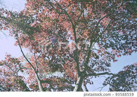 Inuyama Jakko-in Autumn Stroll 93588559