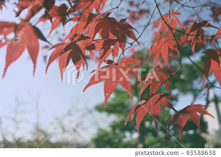 Inuyama Jakko-in Autumn Stroll Inuyama Jakko-in Autumn Stroll 93588638