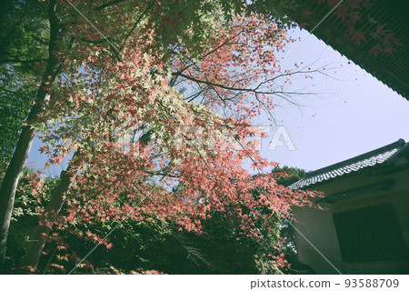 Inuyama Jakko-in Autumn Stroll Inuyama Jakko-in Autumn Stroll 93588709
