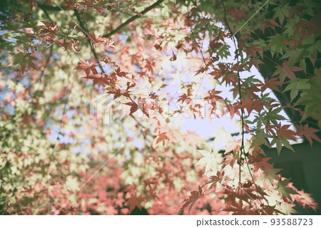 Inuyama Jakko-in Autumn Stroll 93588723