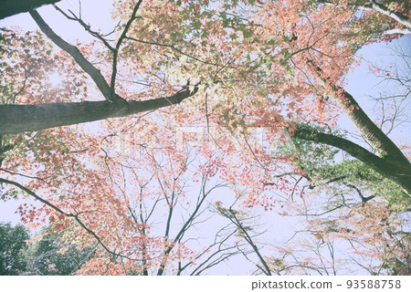 Inuyama Jakko-in Autumn Stroll 93588758