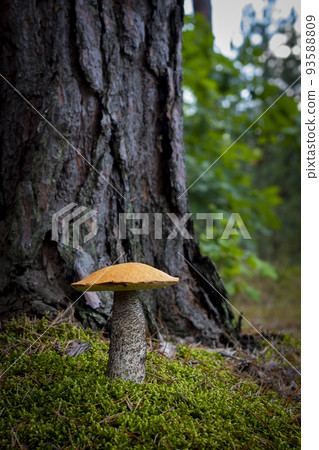beautiful orange cap mushroom grow in forest 93588809