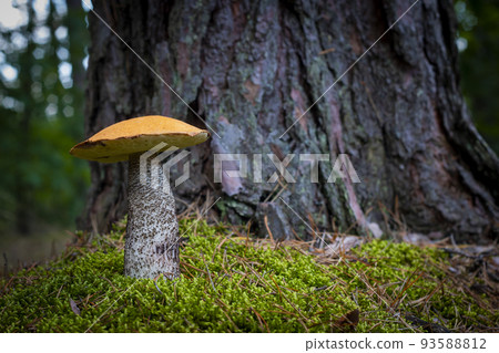 beautiful orange cap mushroom grow in wood beautiful orange cap mushroom grow in wood 93588812