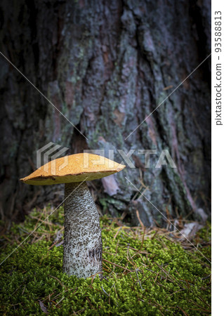 beautiful orange cap mushroom grow in forest 93588813