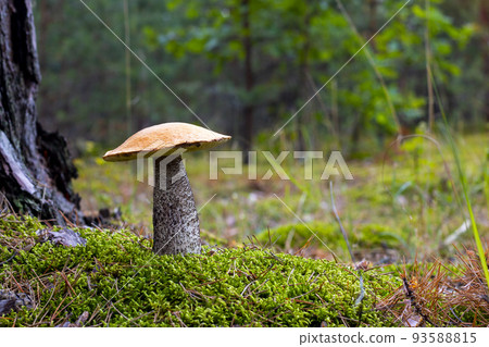 season orange cap mushroom grow in wood 93588815