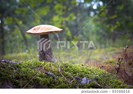 season red cap mushroom grow in forest 93588816
