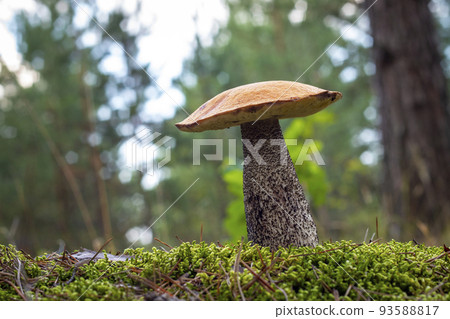 Season red cap mushroom grow in wood 93588817