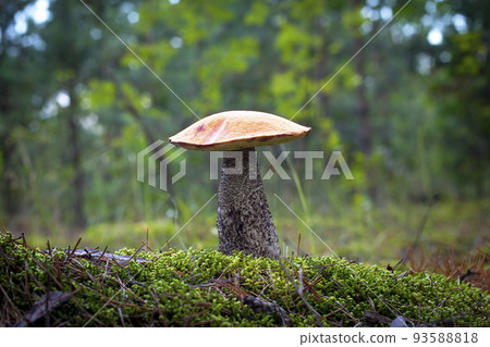 season red cap mushroom growing in forest 93588818