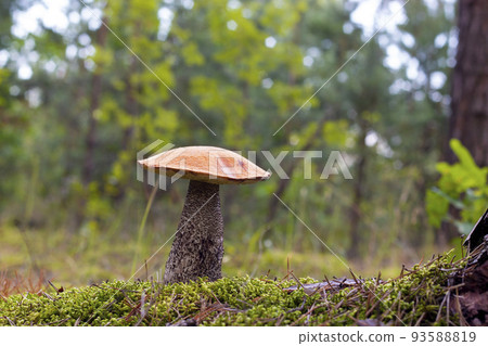season red cap mushroom growing in wood 93588819