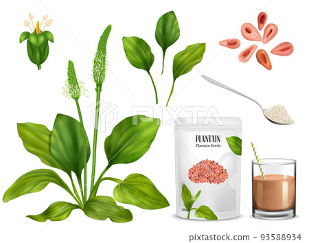 Psyllium Plant Product Set 93588934