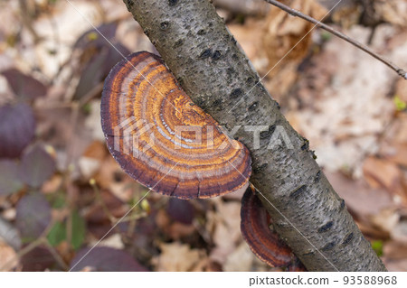 Daedaleopsis confragosa, the thin walled maze polypore or the blushing bracket grows on fallen tree branch Daedaleopsis confragosa, the thin walled maze polypore or the blushing bracket grows on fallen tree branch 93588968