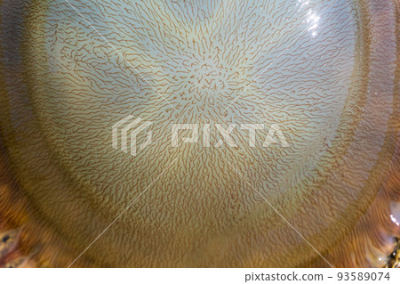 Large transparent jellyfish washed ashore 93589074