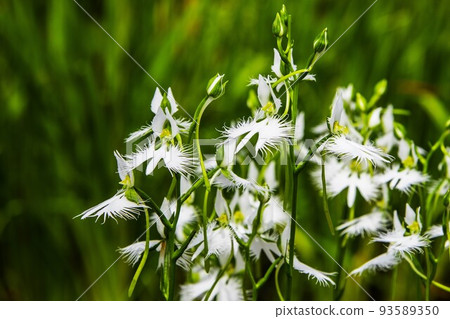 Hagiso "Dance of Shirasagi" 1/6 93589350