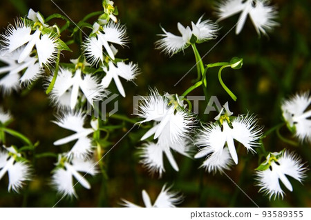 草本 2/6 草本 2/6 93589355