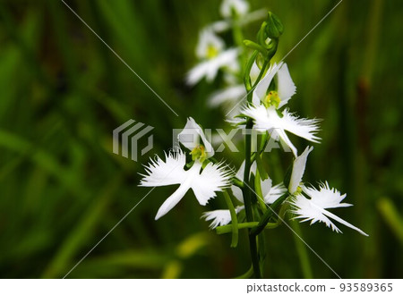 Habenwort “白鷺歇著翅膀” 4/6 93589365