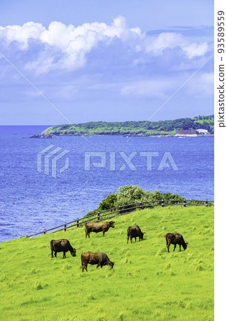 A wonderful view of Kabe Island Suginohara Ranch (Yobuko-cho, Karatsu City, Saga Prefecture) 93589559