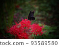 黑燕尾7穿深紅好看 93589580