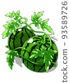 big plump watermelon 93589726