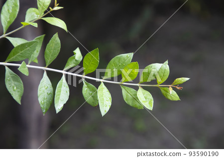 Herbal Green Henna branch or leaves ( Mehendi pata) with blurry Background     93590190
