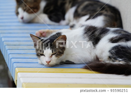 一隻貓在安靜的漁港打盹 93590251