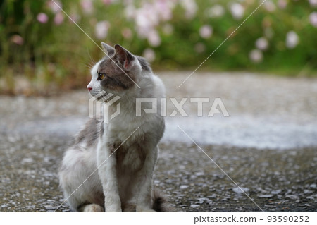 一隻貓在安靜的漁港打盹 93590252